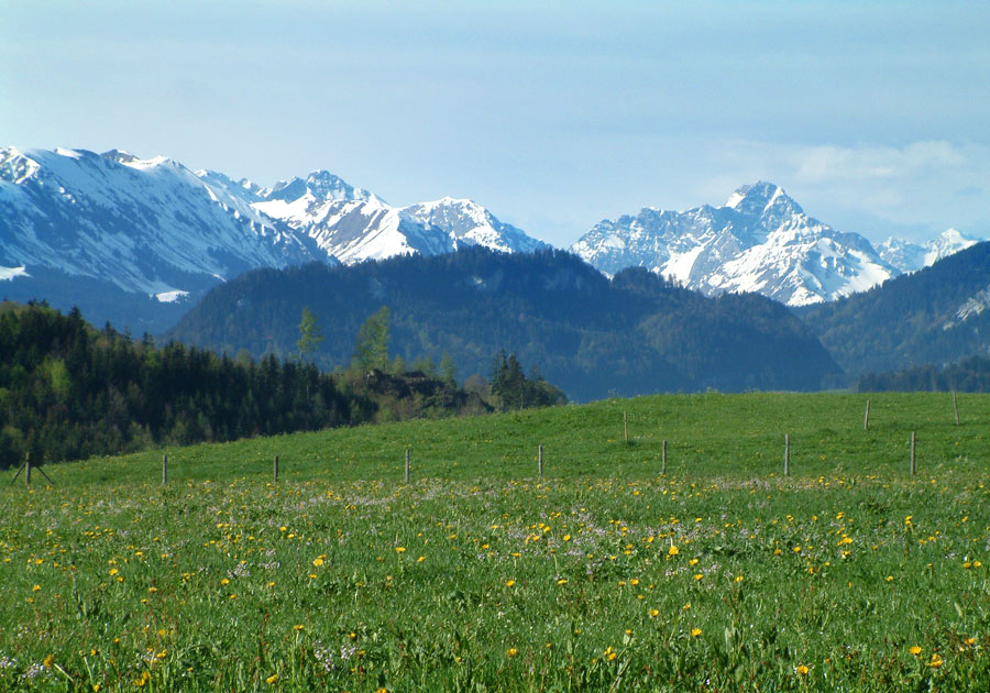 Frühling im Allgäu - Löwenzahnwiesen und schneebedeckte Berge