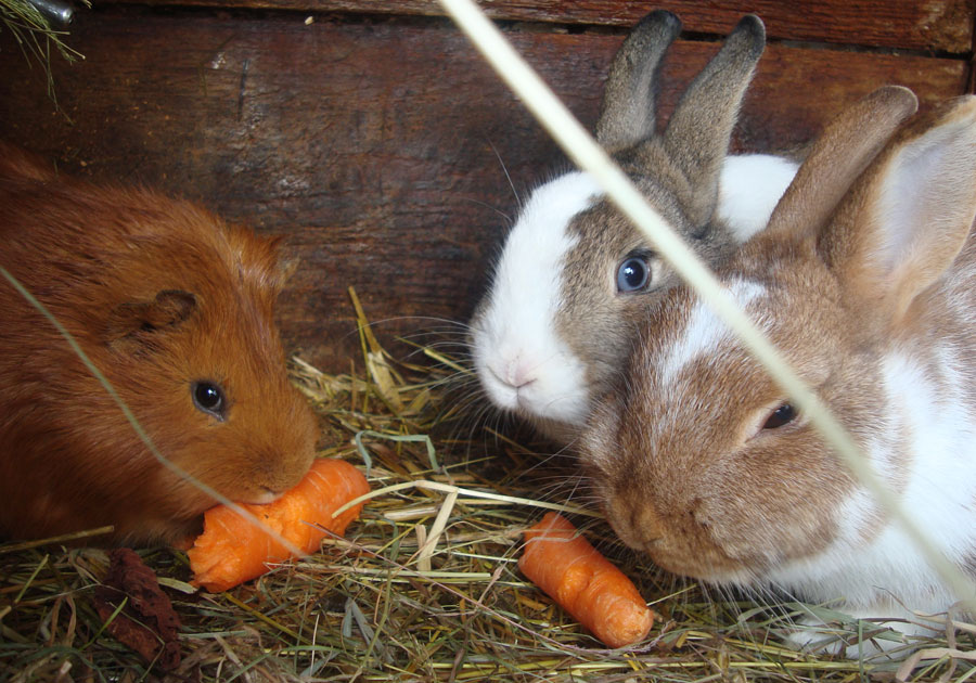Unsere Hasen lieben Karotten