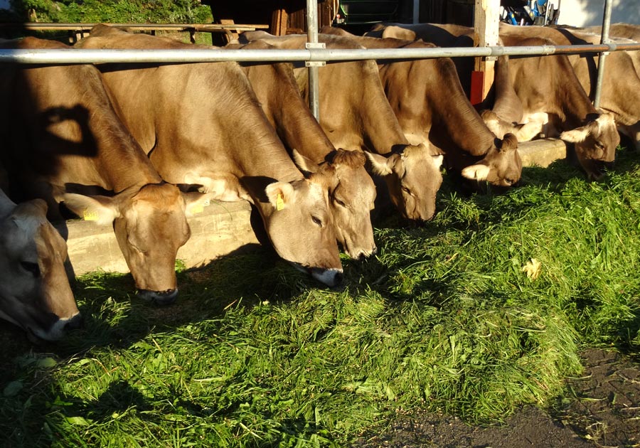 Unser Kühe lassen sich das Gras schmecken